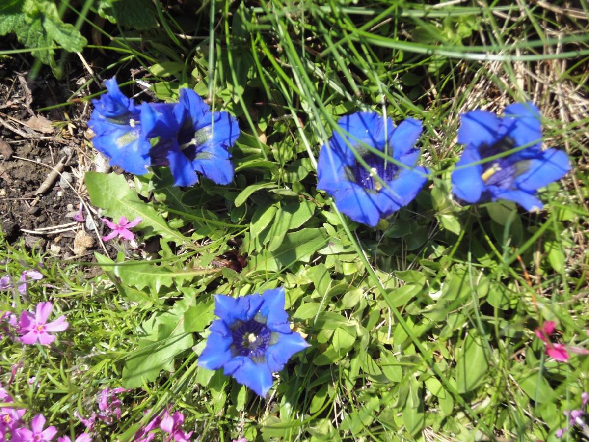 Ferienwohnung Springl Schönau am Königssee 外观 照片