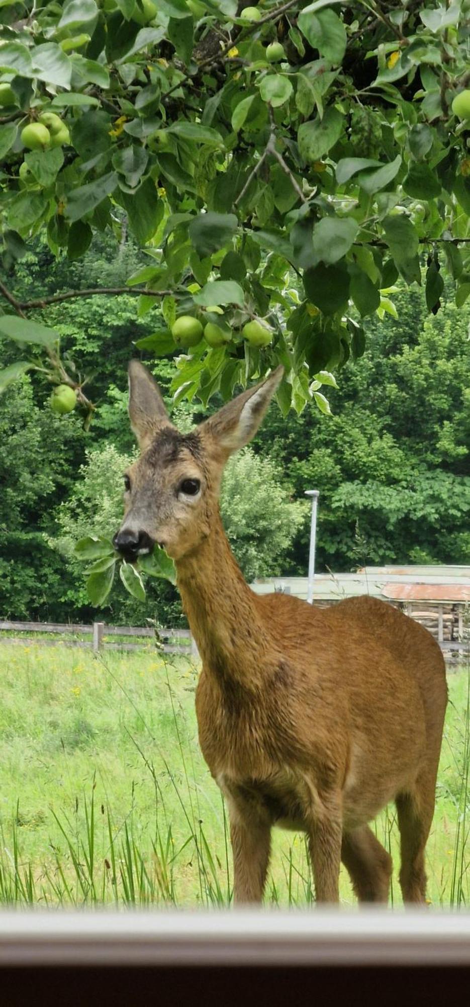 Ferienwohnung Springl Schönau am Königssee 外观 照片
